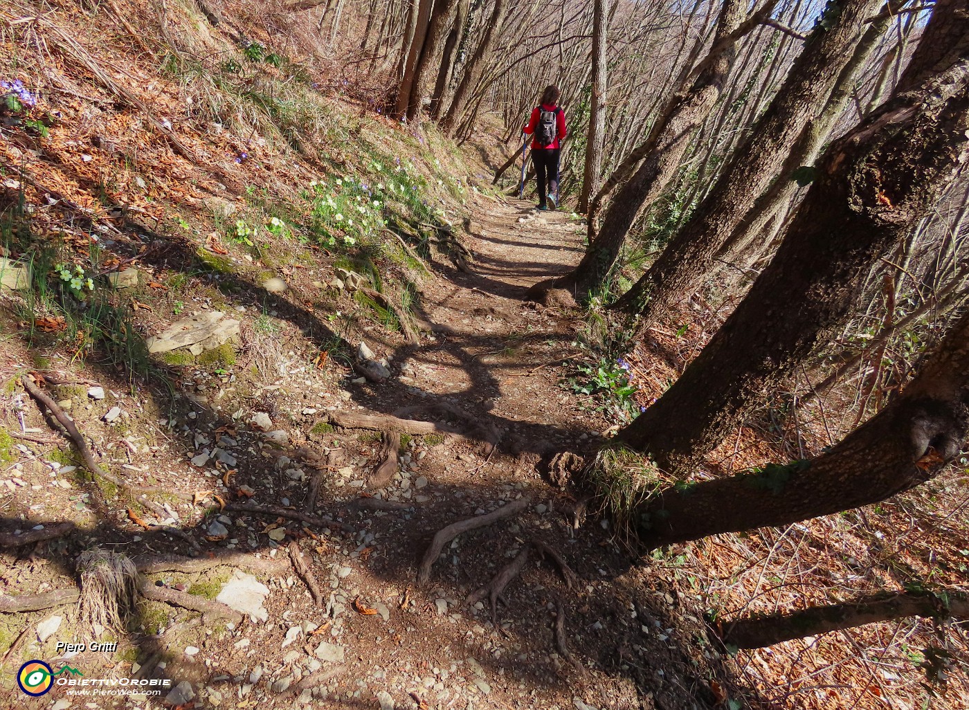 14 Il sentiero corre nel bosco di bei carpini neri.JPG